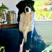 Aaron a rejoint le concours — aidez-le/la à gagner de superbes lots ! animal, attentive, black_and_white, canine, companion, cozy, decor, dog, domestic, expression, fur, furniture, home, indoor, natural_light, pet, plant, sitting, window, wooden_table