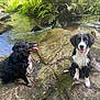 Aaron a rejoint le concours — aidez-le/la à gagner de superbes lots ! animal, black_and_white_dog, black_dog, daylight, dog, forest, greenery, happy, moss, nature, outdoor, pet, playful, river, rocks, sitting, stream, tongue_out, water, wet_dog