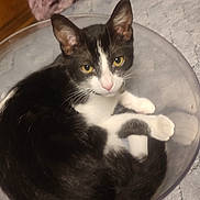 Fripouille a rejoint le concours — aidez-le/la à gagner de superbes lots ! cat, black_and_white, bowl, curled_up, indoor, feline, looking_at_camera, table, chair, fabric, curiosity, domestic_animal, pet, whiskers, yellow_eyes, relaxed, furniture, close_up, cozy, resting
