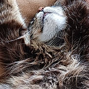 Cc joined the competition — help win amazing prizes! cat, fluffy, sleeping, relaxed, fur, whiskers, paws, nose, closeup, cozy, resting, pet, animal, indoor, cute, feline, mammal, tabby, soft, comfort