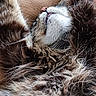 cat, fluffy, sleeping, relaxed, fur, whiskers, paws, nose, closeup, cozy, resting, pet, animal, indoor, cute, feline, mammal, tabby, soft, comfort