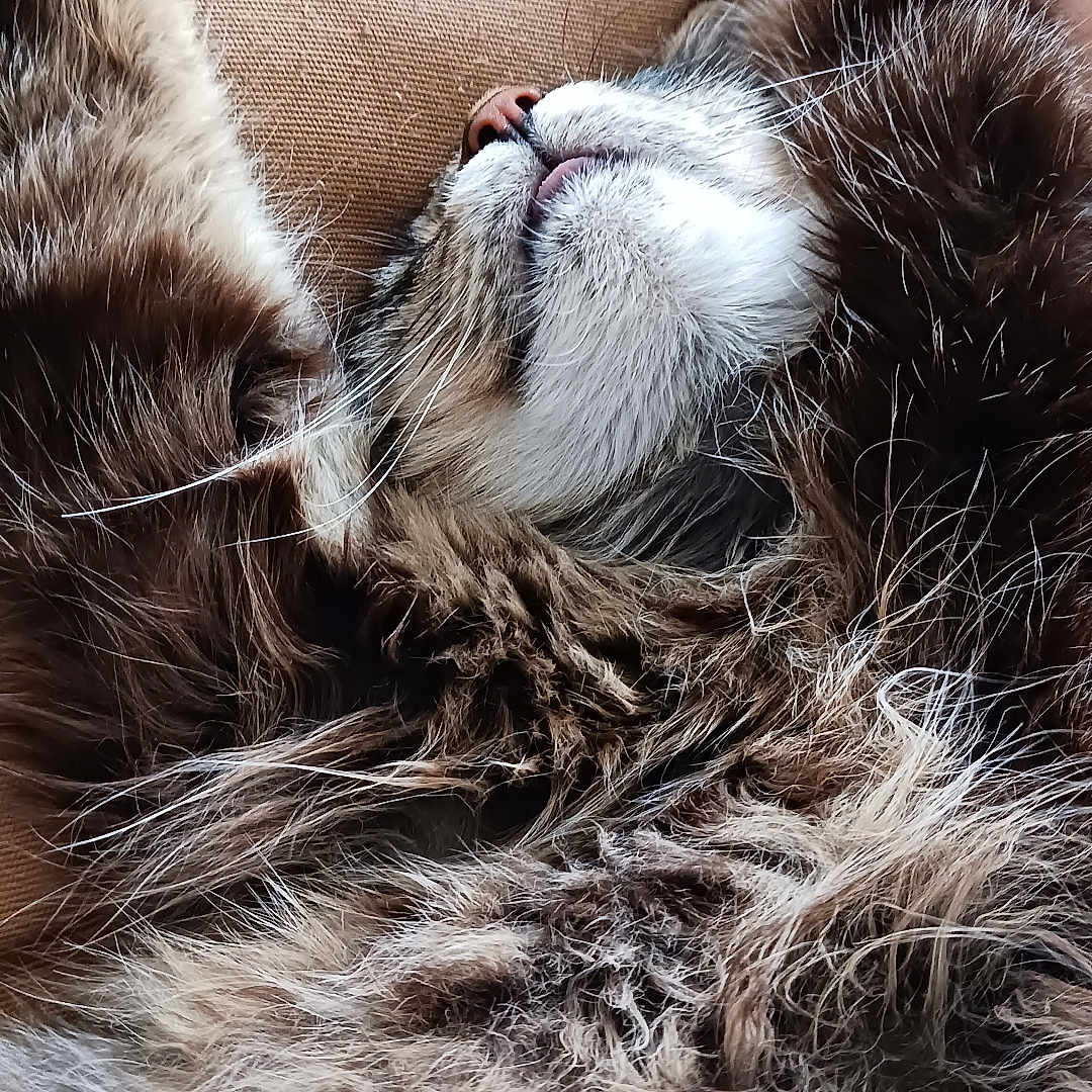 Cc joined the competition — help win amazing prizes! cat, fluffy, sleeping, relaxed, fur, whiskers, paws, nose, closeup, cozy, resting, pet, animal, indoor, cute, feline, mammal, tabby, soft, comfort