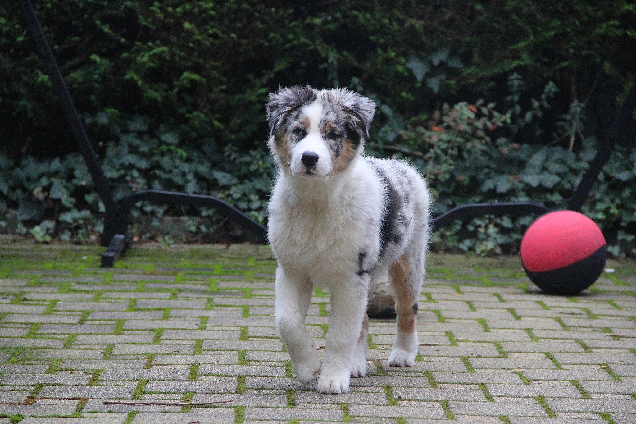 Tay-co participe au concours pour gagner de l'argent avec cette photo : ball, canidae, carnivore, companion_dog, dog, dog_breed, dog_supply, fawn, flooring, football, grass, plant, snout, sporting_group, sports_equipment, tail, terrier, toy_dog, working_animal, working_dog