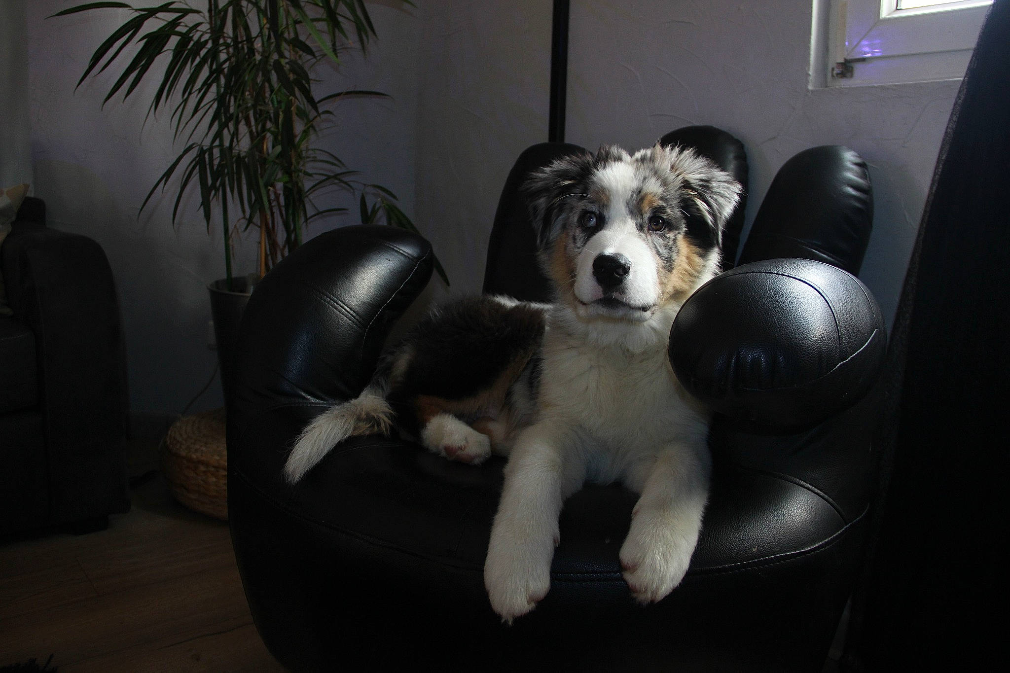 Tay-co participe au concours pour gagner de l'argent avec cette photo : bored, canidae, carnivore, comfort, companion_dog, dog, dog_breed, dog_supply, flooring, flowerpot, fur, houseplant, living_room, picture_frame, plant, room, snout, sporting_group, toy_dog, working_animal