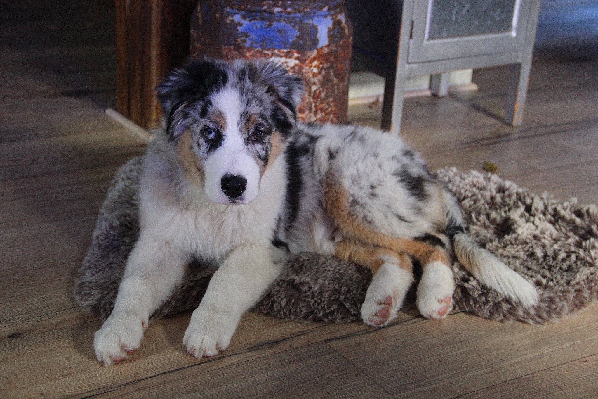 Tay-co participe au concours pour gagner de l'argent avec cette photo : australian_shepherd, border_collie, carnivore, chair, companion_dog, dog, dog_breed, drawer, fur, herding_dog, plant, sporting_group, terrestrial_animal, texas_heeler, working_dog