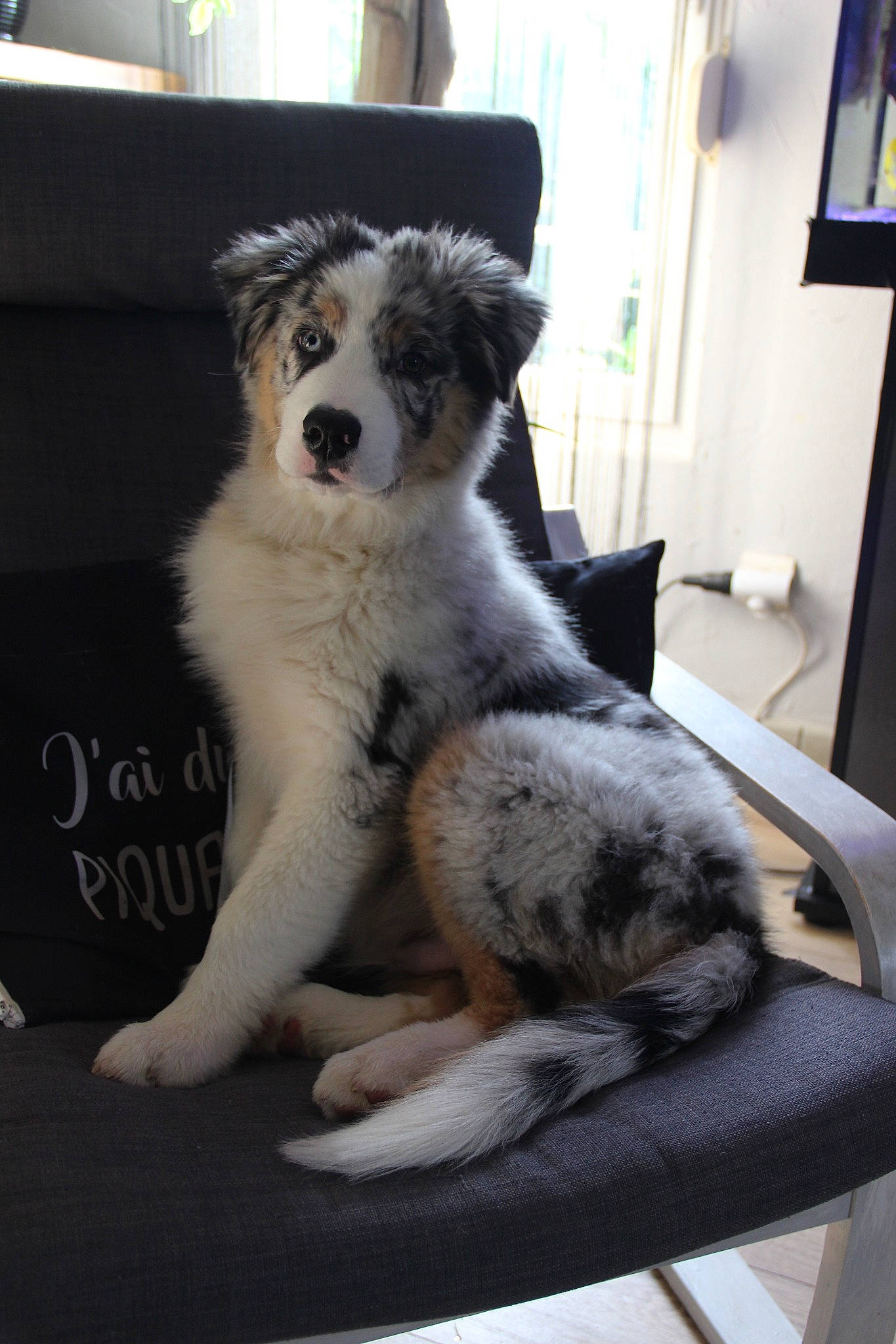 Tay-co a rejoint le concours — aidez-le/la à gagner de superbes lots ! ancient_dog_breeds, canidae, canis, carnivore, companion_dog, dog, dog_breed, fur, grey, herding_dog, non_sporting_group, paw, picture_frame, sporting_group, tail, terrestrial_animal, texas_heeler, window, working_animal, working_dog