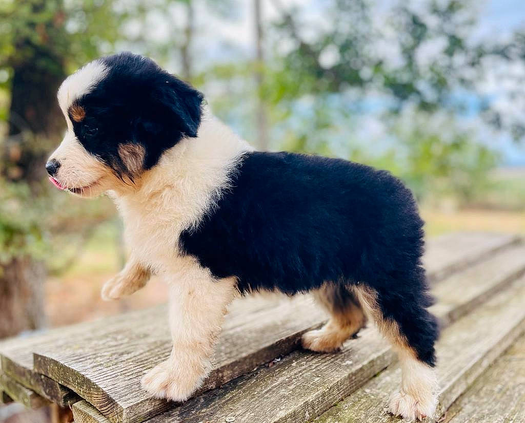 Uria a rejoint le concours — aidez-le/la à gagner de superbes lots ! ancient_dog_breeds, biting, canidae, carnivore, companion_dog, dog, dog_breed, grass, puppy, snout, sporting_group, tail, terrestrial_animal, toy_dog, tree, wood, working_animal, working_dog