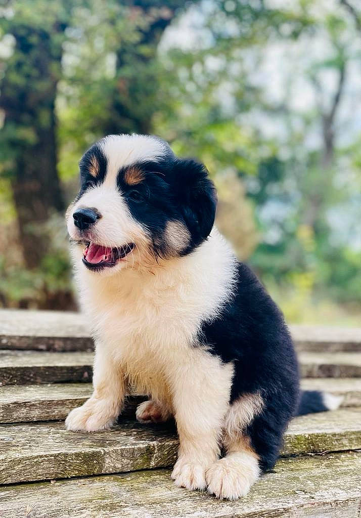 Uria participe au concours pour gagner de l'argent avec cette photo : australian_shepherd, canidae, carnivore, companion_dog, dog, dog_breed, formal_wear, fur, grass, herding_dog, plant, puppy, recipe, snout, sporting_group, tail, terrestrial_animal, tree, whiskers, working_dog