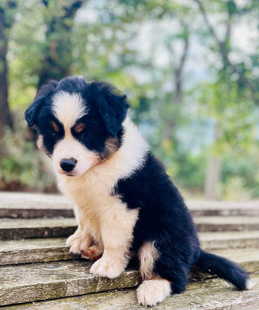 Uria participe au concours pour gagner de l'argent avec cette photo : australian_shepherd, border_collie, canidae, carnivore, companion_dog, dog, dog_breed, fur, grass, herding_dog, sporting_group, terrestrial_animal, toy_dog, tree, whiskers, working_animal, working_dog
