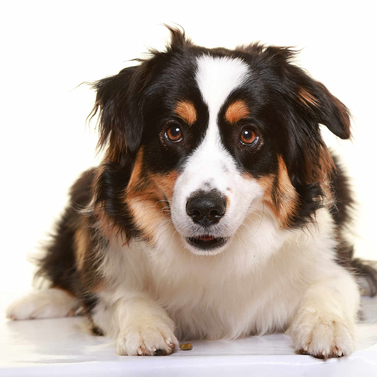 Uria participe au concours pour gagner de l'argent avec cette photo : animal, appenzeller, canine, cockerspaniel, collie, dog, hound, husky, papillon, pet, puppy, saintbernard, snout, terrier