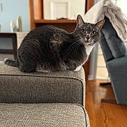 Sweet Pea joined the competition — help win amazing prizes! cat, gray_cat, white_paws, pet, animal, feline, sitting, indoors, home, ottoman, furniture, upholstery, living_room, wooden_floor, window, chair, blanket, portrait, whiskers, alert