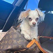 Smudge is registered to the contest to win money with this photo: dog, small_dog, white_dog, designer_bag, louis_vuitton, car_interior, car_seat, window, blue_sky, pet, cute, leather_strap, fur, ears, snout, animal, companion, travel, inside_car, daylight