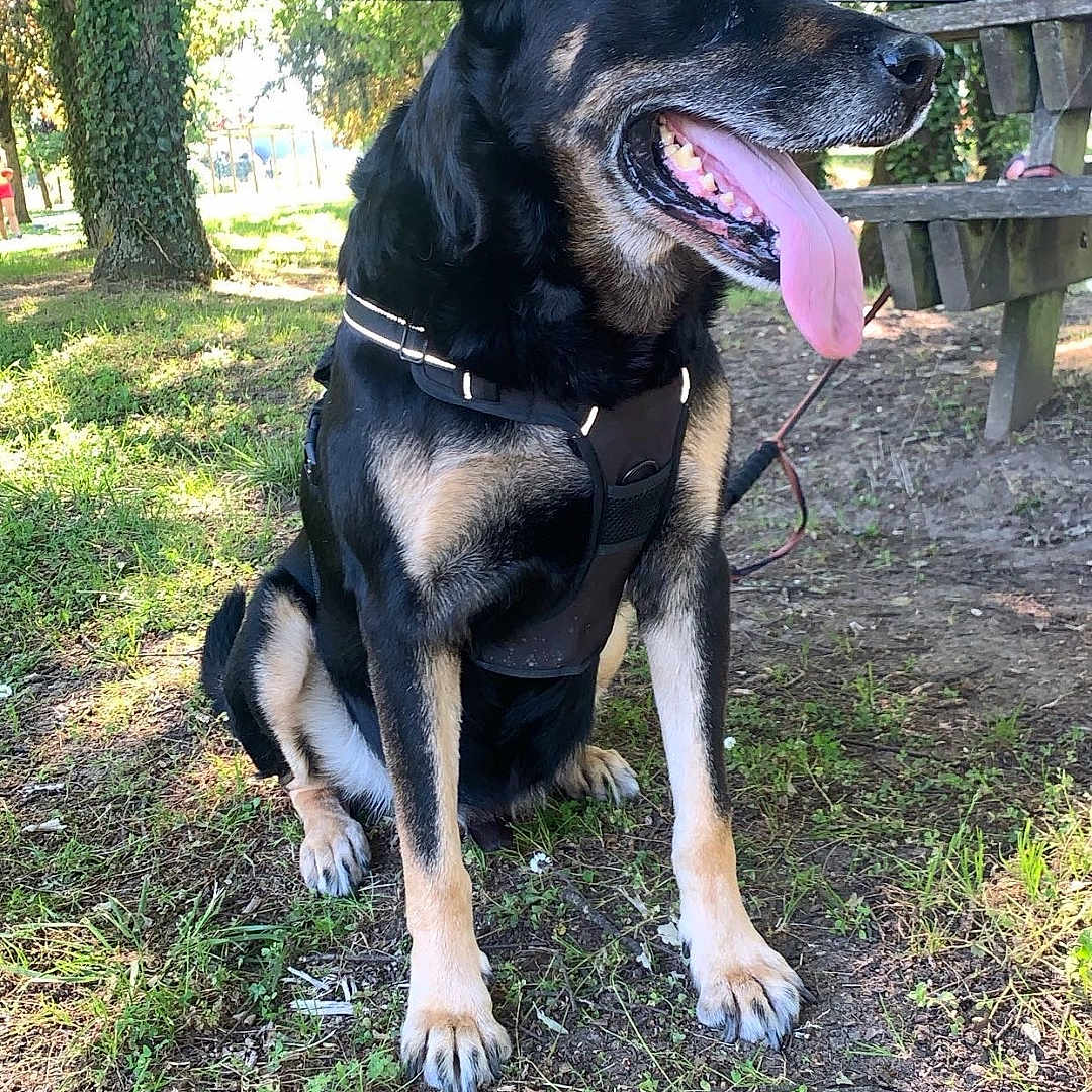 Tyson