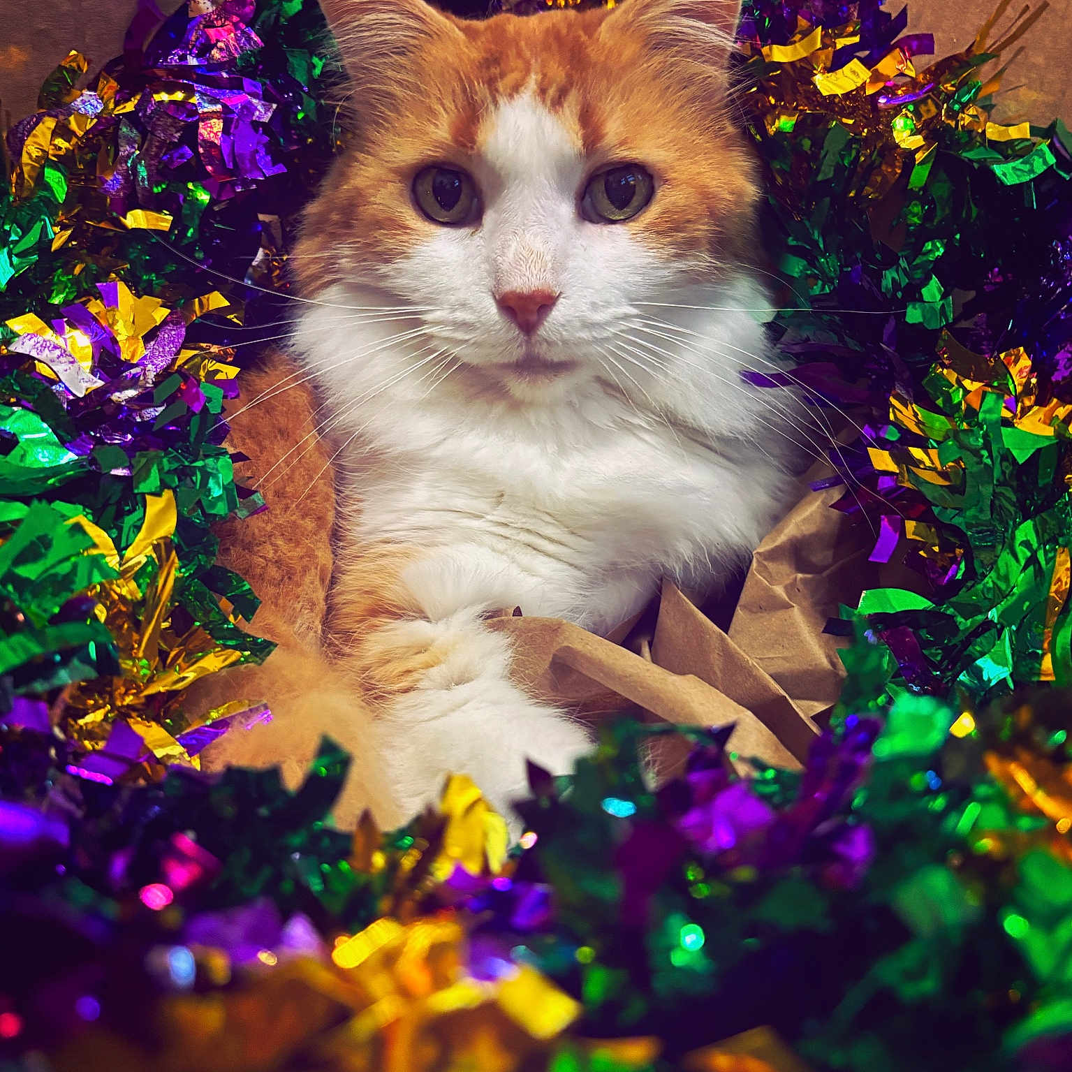 Tupac joined the competition — help win amazing prizes! accessories, angora, animal, cat, daisy, face, flower, flowerarrangement, glitter, head, kitten, manx, paper, person, pet, petal, photography, plant, portrait, purple