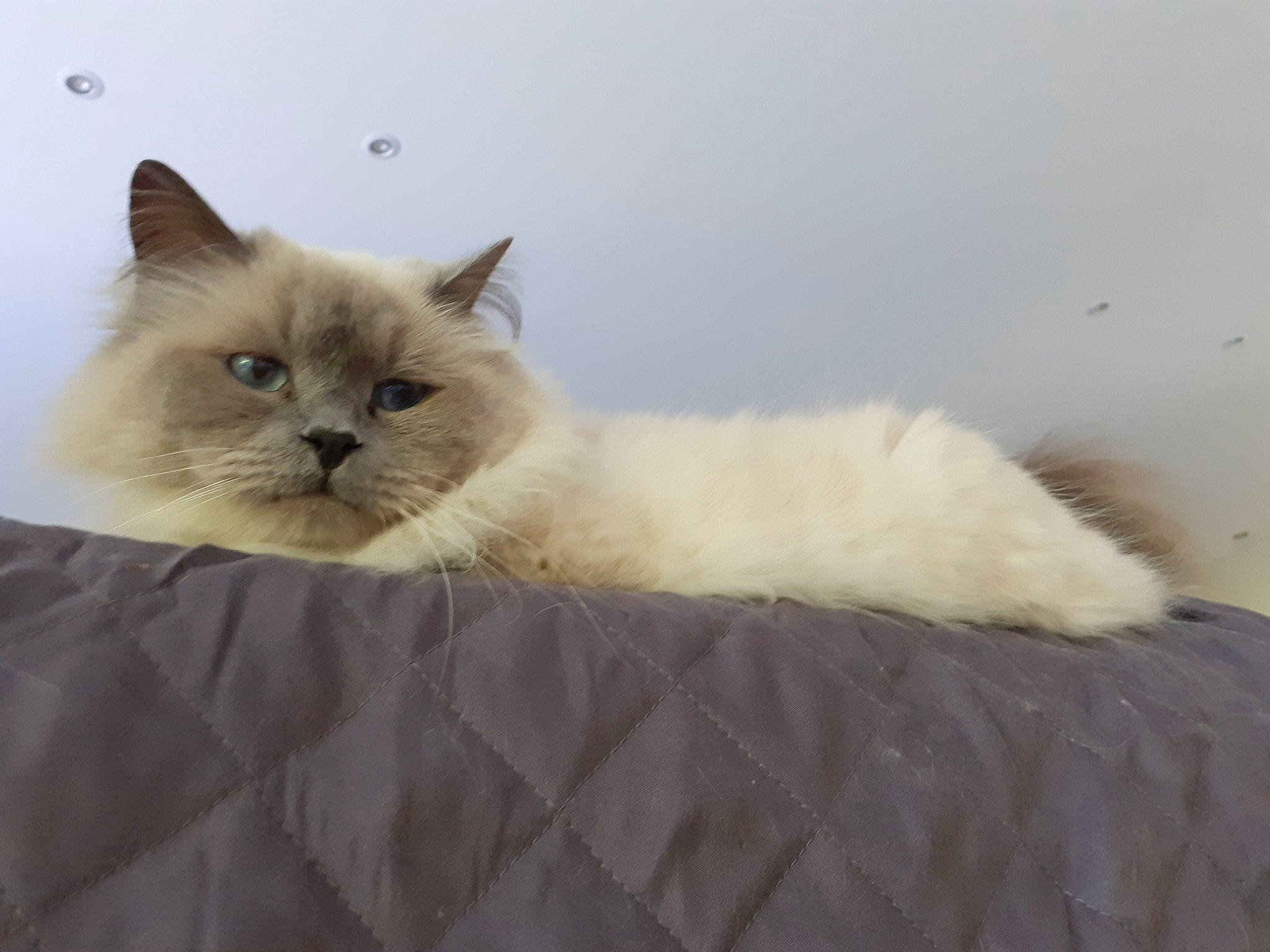 Jana participe au concours pour gagner de l'argent avec cette photo : british_longhair, carnivore, cat, comfort, fawn, felidae, fur, natural_material, persian, ragdoll, small_to_medium_sized_cats, snout, tail, terrestrial_animal, whiskers