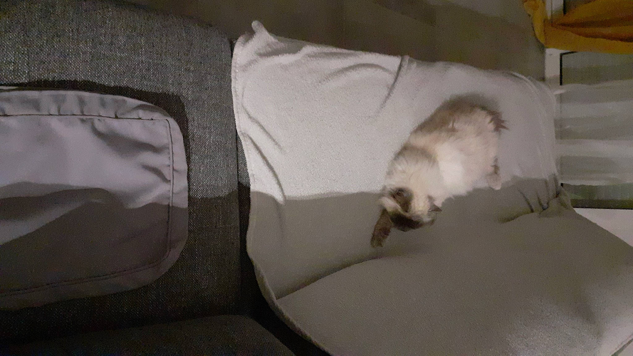 Jana a rejoint le concours — aidez-le/la à gagner de superbes lots ! bedding, carnivore, cat, comfort, companion_dog, couch, domestic_short_haired_cat, duvet, felidae, fur, grey, hardwood, linens, nap, paw, room, small_to_medium_sized_cats, tail, whiskers, wood