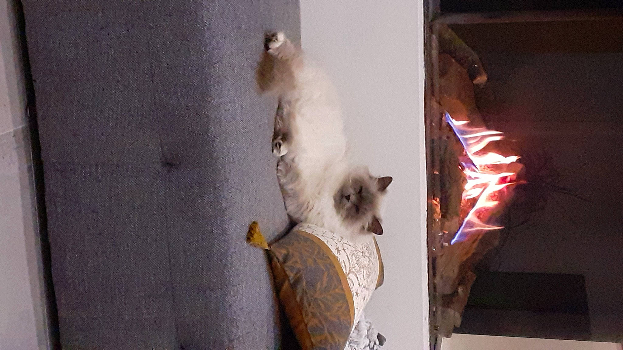 Jana participe au concours pour gagner de l'argent avec cette photo : art, canidae, carnivore, companion_dog, dog_breed, event, fawn, felidae, fur, room, small_terrier, small_to_medium_sized_cats, tail, toy_dog, visual_arts, whiskers, window, wood