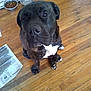 King joined the competition — help win amazing prizes! animal, black_brown, brindle, canine, companion, dog, domestic, ears, floor, food_bowl, fur, indoor, looking_up, newspaper, paws, pet, sitting, water_bowl, white_chest, wooden_floor