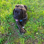 King joined the competition — help win amazing prizes! animal, brindle, collar, cute, dog, fur, grass, greenery, ground, happy, leaf, nature, outdoor, pet, playful, puppy, sunlight, tag, tongue, young
