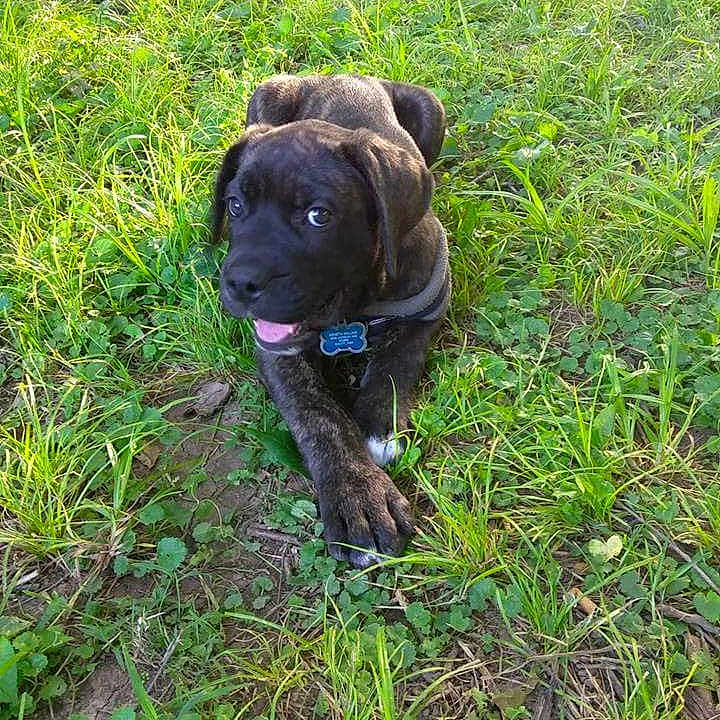 King joined the competition — help win amazing prizes! animal, brindle, collar, cute, dog, fur, grass, greenery, ground, happy, leaf, nature, outdoor, pet, playful, puppy, sunlight, tag, tongue, young