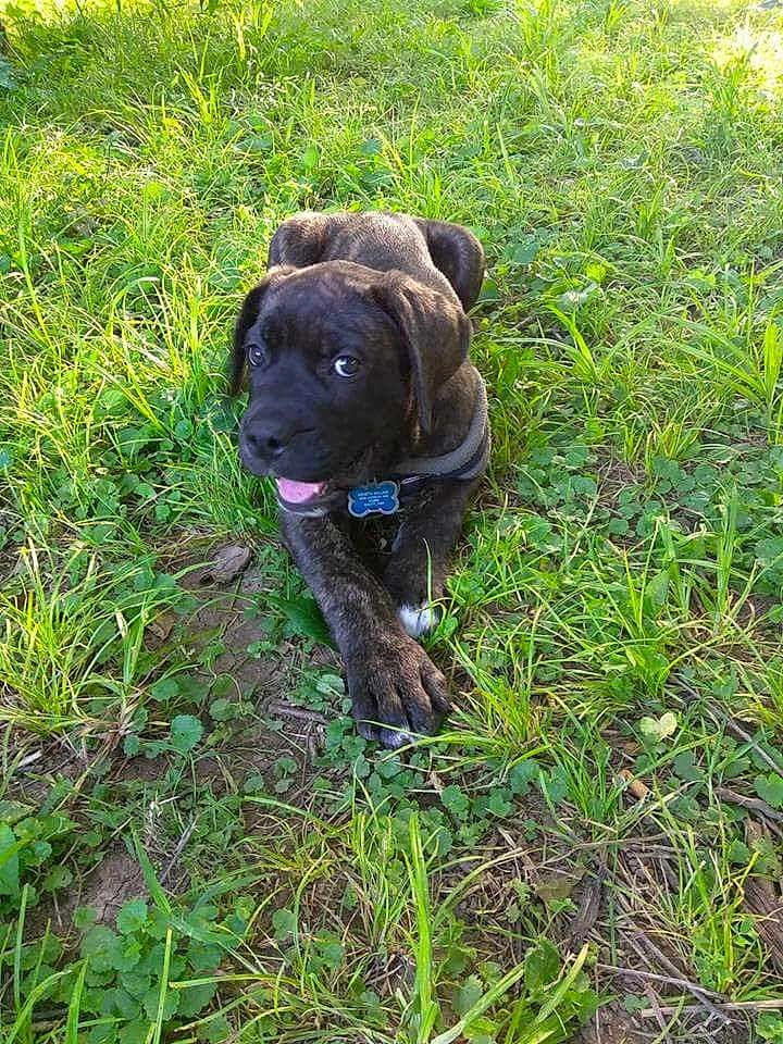 King joined the competition — help win amazing prizes! animal, brindle, collar, cute, dog, fur, grass, greenery, ground, happy, leaf, nature, outdoor, pet, playful, puppy, sunlight, tag, tongue, young