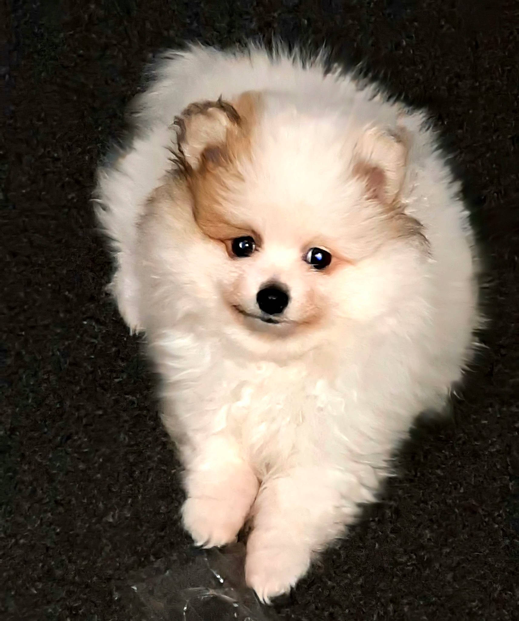 Mika is registered to the contest to win money with this photo: ancient_dog_breeds, canidae, carnivore, companion_dog, dog, dog_breed, fawn, firefighter, fur, german_spitz, german_spitz_klein, maltepoo, non_sporting_group, snout, spitz, sporting_group, toy_dog, volpino_italiano, whiskers, working_animal