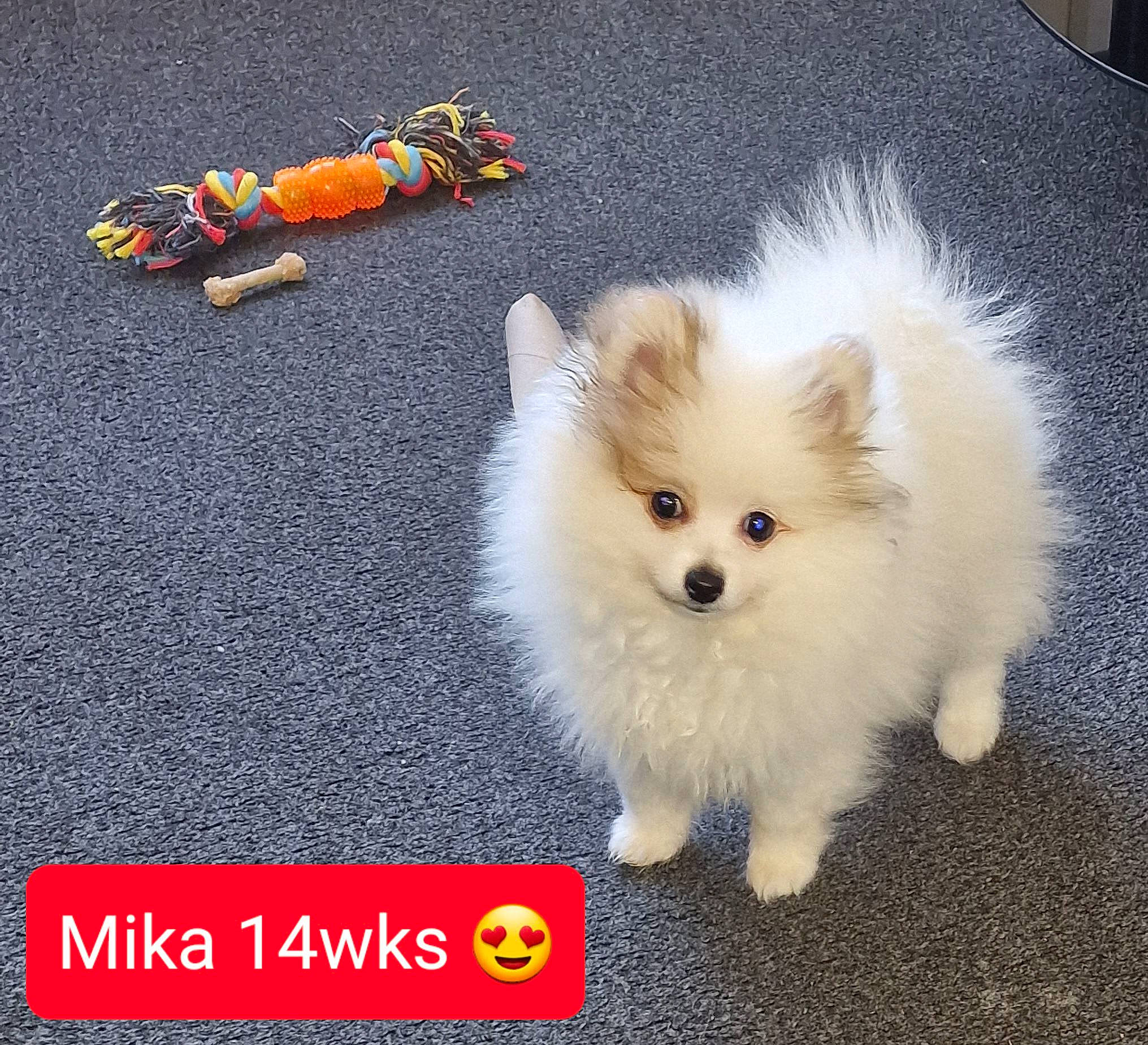 Mika joined the competition — help win amazing prizes! ancient_dog_breeds, asphalt, canidae, carnivore, companion_dog, dog, dog_breed, fawn, font, fur, german_spitz, german_spitz_klein, german_spitz_mittel, japanese_spitz, non_sporting_group, photo_caption, spitz, sporting_group, toy_dog, volpino_italiano