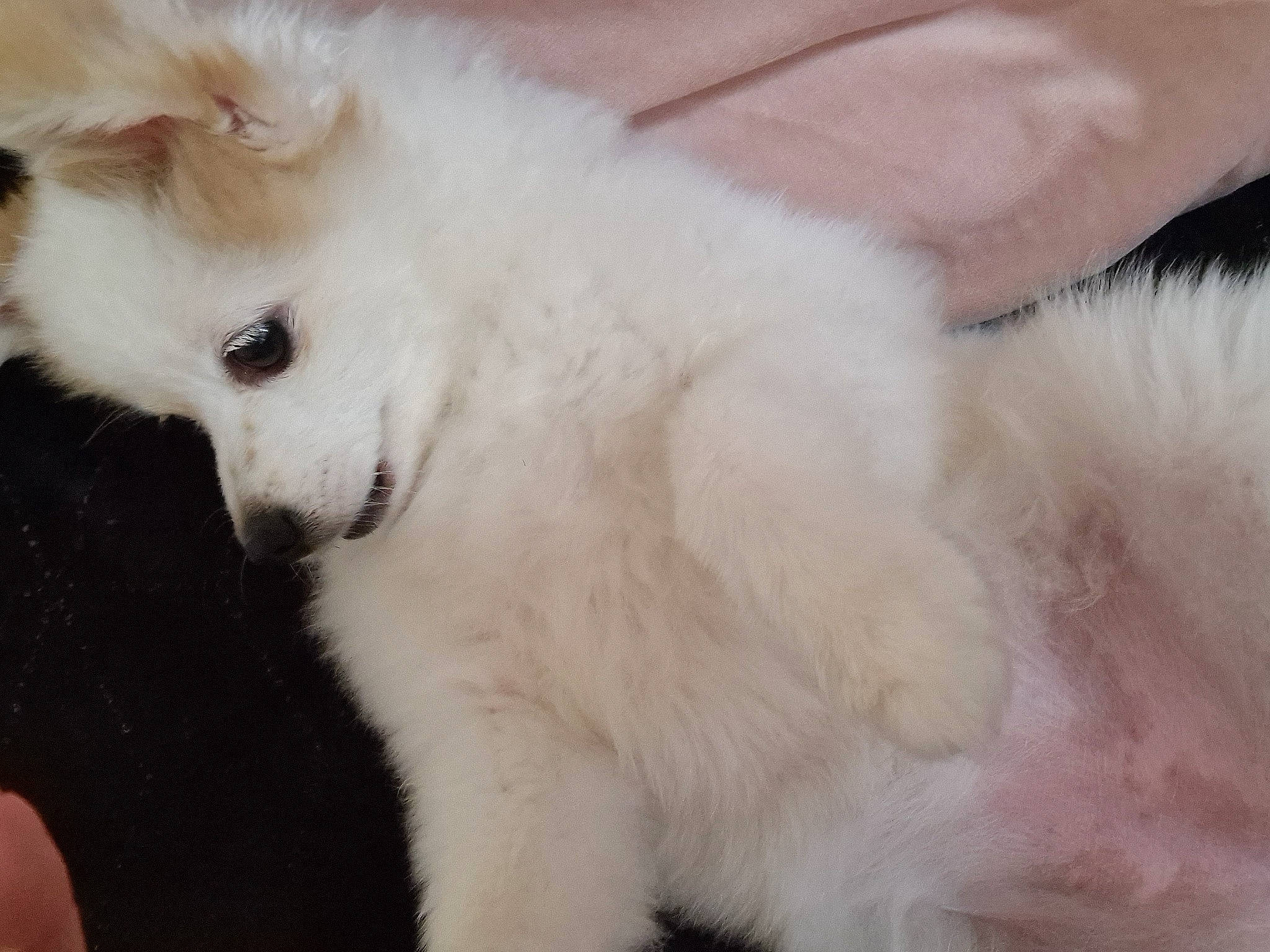 Mika joined the competition — help win amazing prizes! american_eskimo_dog, canidae, carnivore, companion_dog, dog, dog_breed, ear, fawn, fur, german_spitz, german_spitz_mittel, indian_spitz, japanese_spitz, non_sporting_group, samoyed, snout, sporting_group, volpino_italiano, whiskers, working_animal