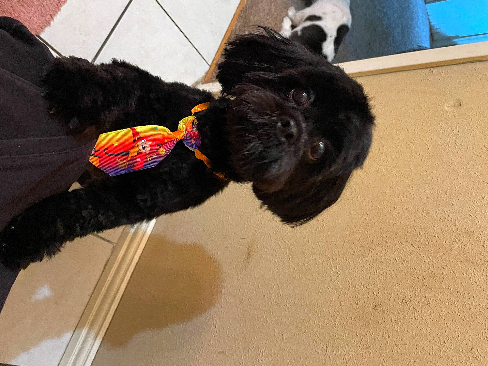 Riley joined the competition — help win amazing prizes! canidae, carnivore, collar, companion_dog, dog, dog_breed, dog_collar, dog_supply, fashion_accessory, fur, liver, pet_supply, small_terrier, sporting_group, tail, terrier, toy, toy_dog, water_dog, working_animal