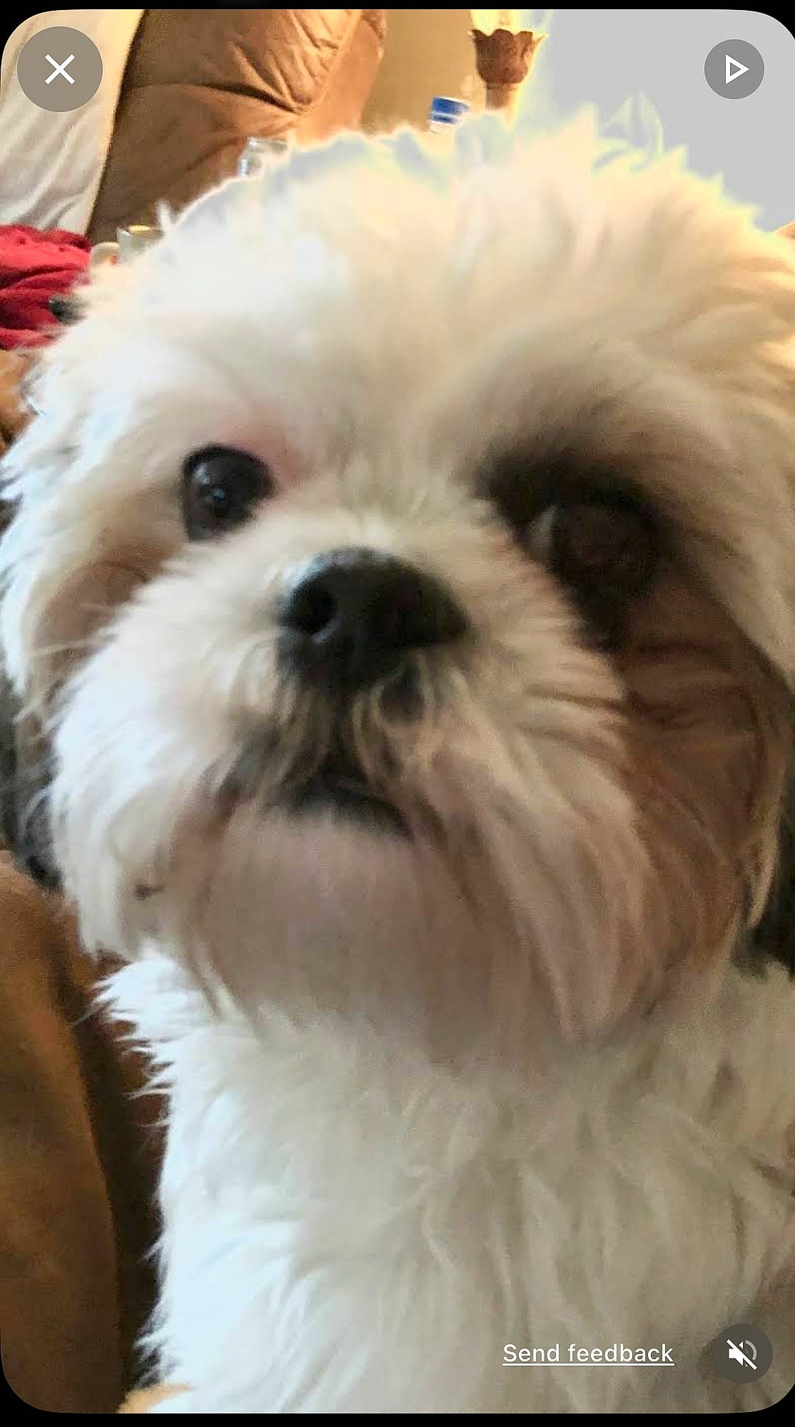 Millie joined the competition — help win amazing prizes! canidae, carnivore, companion_dog, dog, dog_breed, eye, fawn, fur, liver, mal_shi, maltepoo, shih_poo, shih_tzu, snout, sporting_group, terrestrial_animal, terrier, toy_dog, whiskers, working_animal