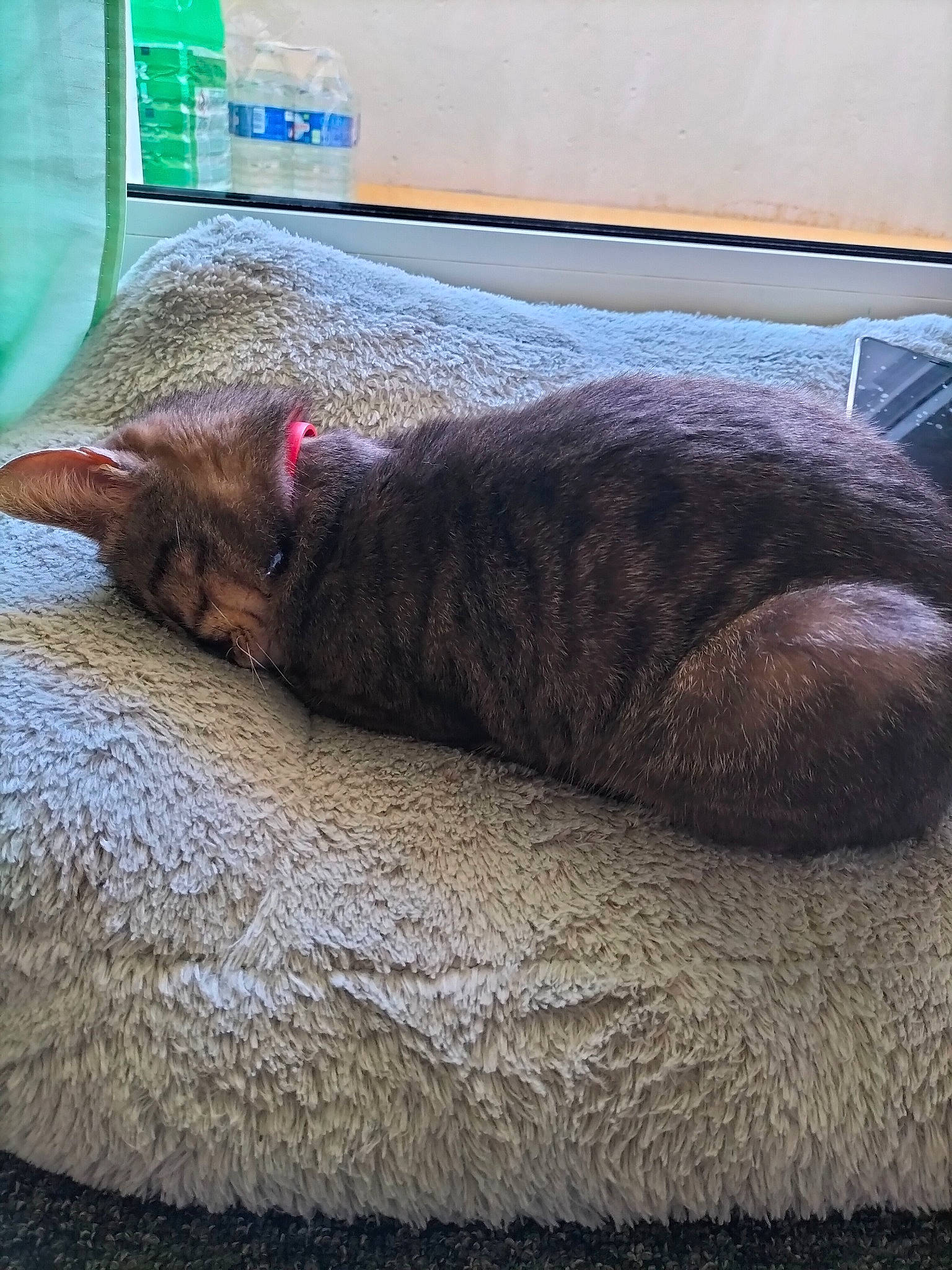 Chanel a rejoint le concours — aidez-le/la à gagner de superbes lots ! carnivore, cat, claw, comfort, domestic_short_haired_cat, felidae, fur, linens, nap, sleep, small_to_medium_sized_cats, snout, tail, terrestrial_animal, whiskers, wood