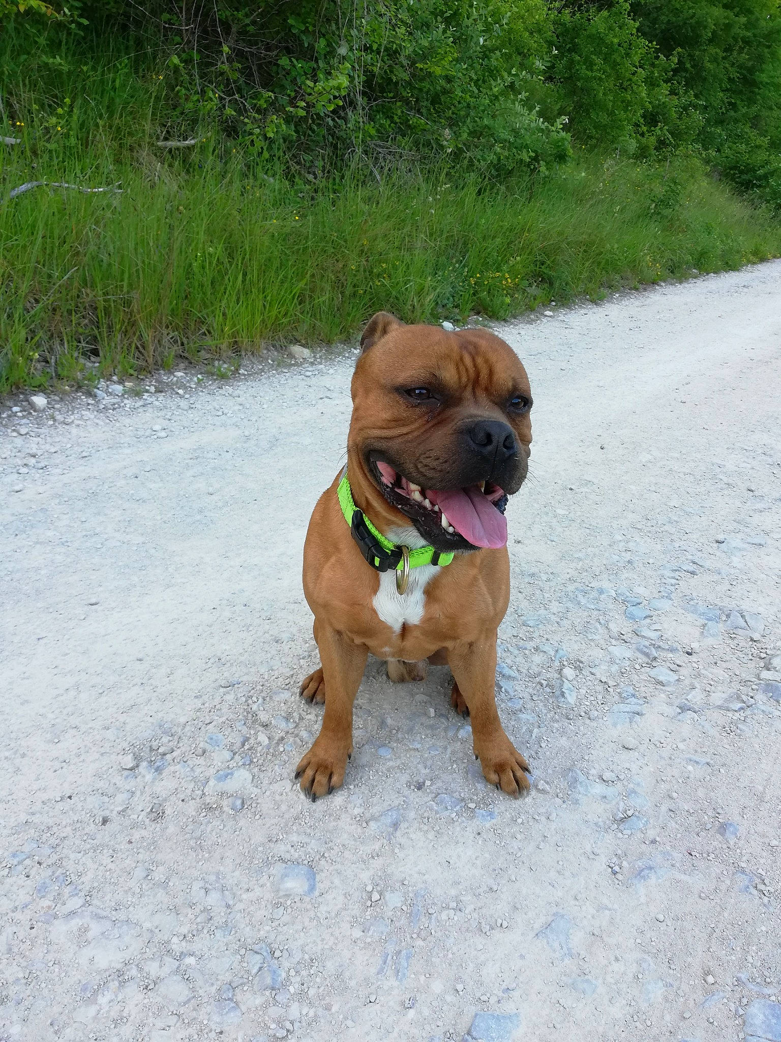 Orso a rejoint le concours — aidez-le/la à gagner de superbes lots ! bulldog, carnivore, collar, companion_dog, dog, dog_breed, dog_collar, dog_supply, fawn, grass, leash, liver, ori_pei, pet_supply, plant, road_surface, tail, toy_dog, working_animal, wrinkle