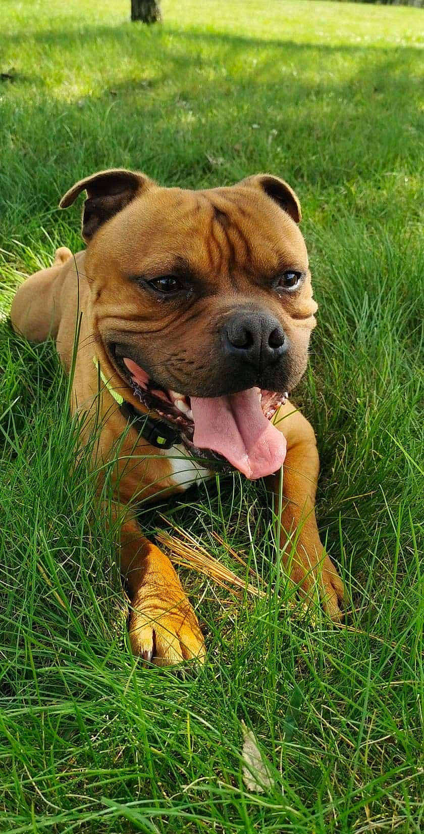 Orso participe au concours pour gagner de l'argent avec cette photo : boxer, canidae, carnivore, collar, companion_dog, dog, dog_breed, dog_collar, fawn, grass, grassland, liver, molosser, plant, snout, sporting_group, terrestrial_animal, whiskers, working_animal, wrinkle