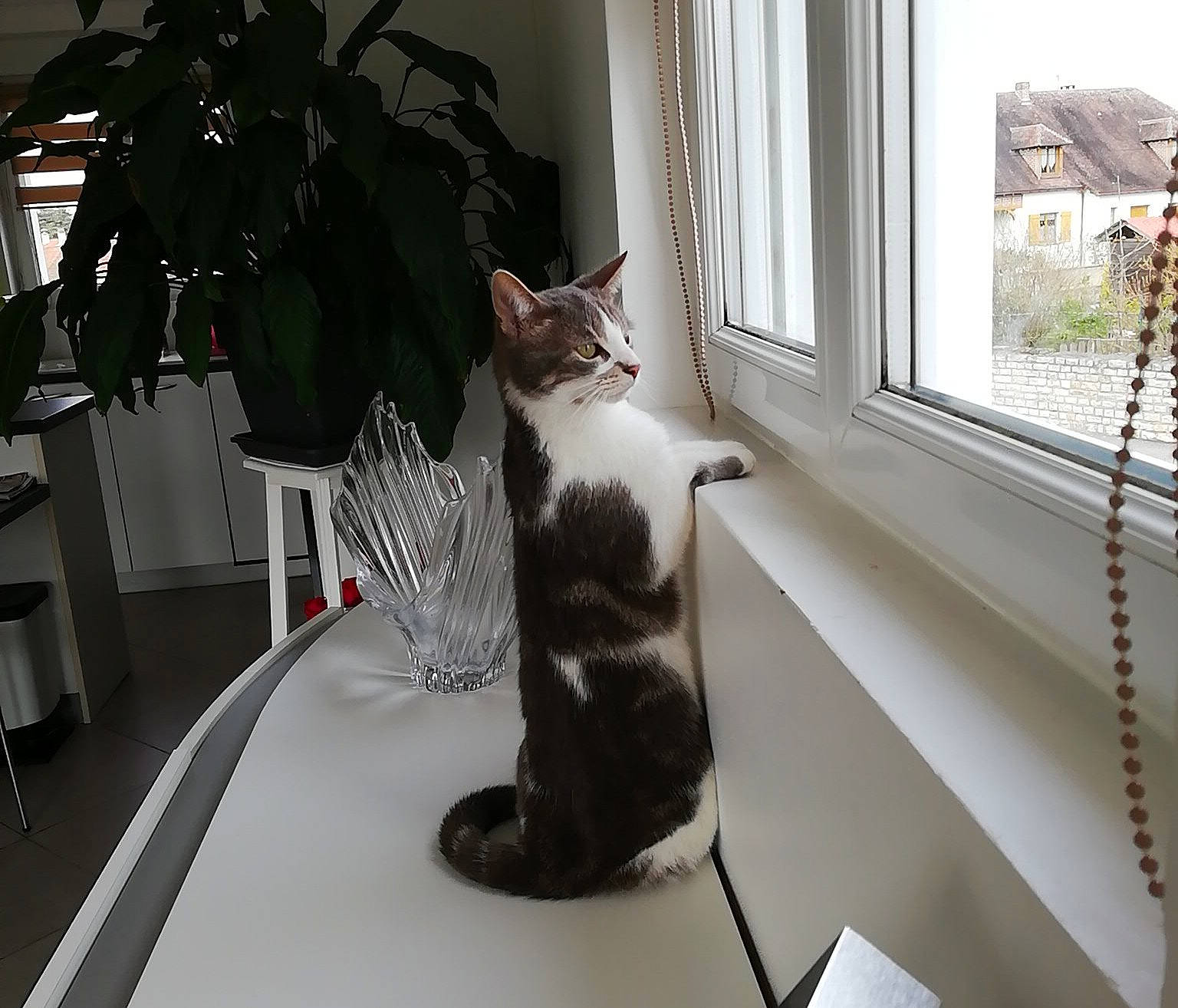 Bounty participe au concours pour gagner de l'argent avec cette photo : carnivore, cat, chair, comfort, domestic_short_haired_cat, felidae, floor, flooring, flowerpot, grey, house, houseplant, interior_design, plant, small_to_medium_sized_cats, tail, whiskers, window, window_blind, wood