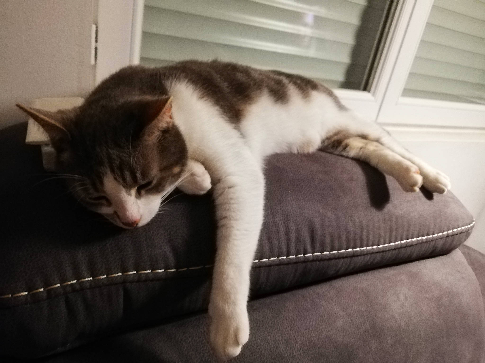 Bounty a rejoint le concours — aidez-le/la à gagner de superbes lots ! carnivore, cat, cat_supply, comfort, domestic_short_haired_cat, felidae, fur, mammal, monochrome_photography, nap, paw, room, sitting, small_to_medium_sized_cats, snout, tail, vertebrate, whiskers, window, wood