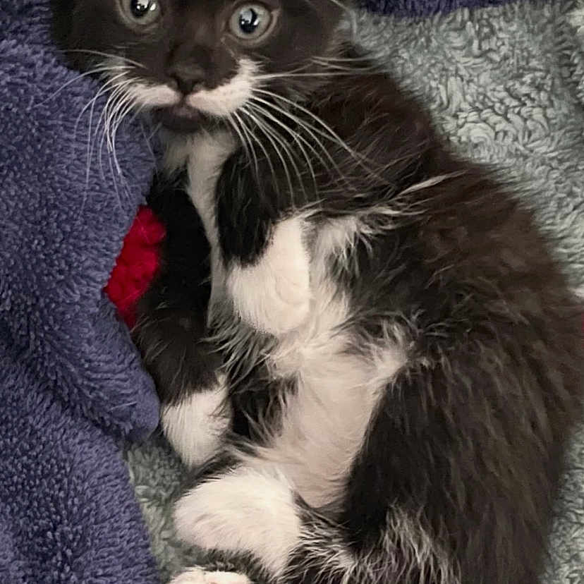 Spartacus is registered to the contest to win money with this photo: abyssinian, animal, blanket, cat, couch, face, furniture, head, indoors, kitten, laundry, manx, person, pet, photography, portrait, quilt, siamese, sleeping, towel