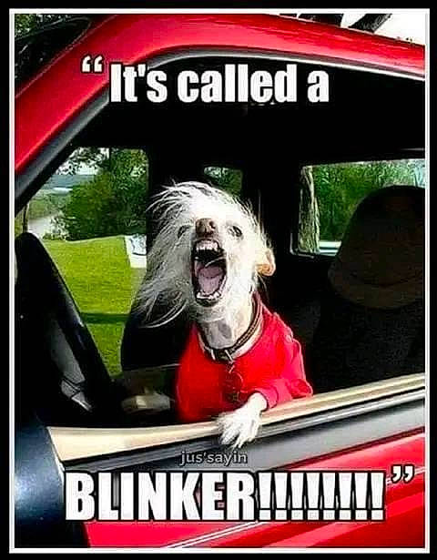 Taylor joined the competition — help win amazing prizes! advertising, auto_part, automotive_exterior, automotive_mirror, automotive_window_part, car, carnivore, companion_dog, dog, dog_breed, family_car, font, luxury_vehicle, motor_vehicle, photo_caption, sporting_group, technology, vehicle, vehicle_door, windshield