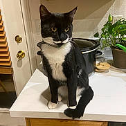 Hoagie joined the competition — help win amazing prizes! cat, tuxedo_cat, indoor, kitchen, countertop, plant, slow_cooker, cabinet, door, curious, pet, feline, whiskers, black_and_white, domestic_animal, sitting, yellow_eyes, fur, houseplant, wood