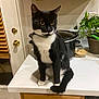 cat, tuxedo_cat, indoor, kitchen, countertop, plant, slow_cooker, cabinet, door, curious, pet, feline, whiskers, black_and_white, domestic_animal, sitting, yellow_eyes, fur, houseplant, wood
