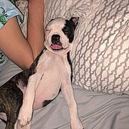 Bowser joined the competition — help win amazing prizes! puppy, dog, sleeping, person, bed, pillow, tongue_out, cute, pet, resting, cozy, blanket, indoor, young_dog, animal, relaxing, close_up, nap, white, brown