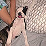 puppy, dog, sleeping, person, bed, pillow, tongue_out, cute, pet, resting, cozy, blanket, indoor, young_dog, animal, relaxing, close_up, nap, white, brown