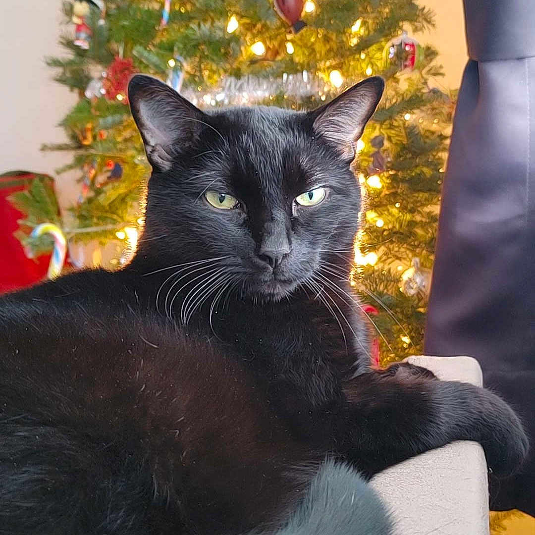 Lucky is registered to the contest to win money with this photo: angora, animal, balloon, blackcat, cat, chair, christmas, christmasdecorations, christmastree, couch, festival, fir, furniture, kitten, lighting, manx, pet, plant, pottedplant, tree