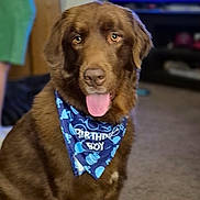 Cooper joined the competition — help win amazing prizes! animal, bandana, birthday_boy, blurred_background, brown_dog, canine, carpet, celebration, close_up, cute, dog, domestic_animal, furniture, happy, indoor, mammal, pet, portrait, television, tongue_out