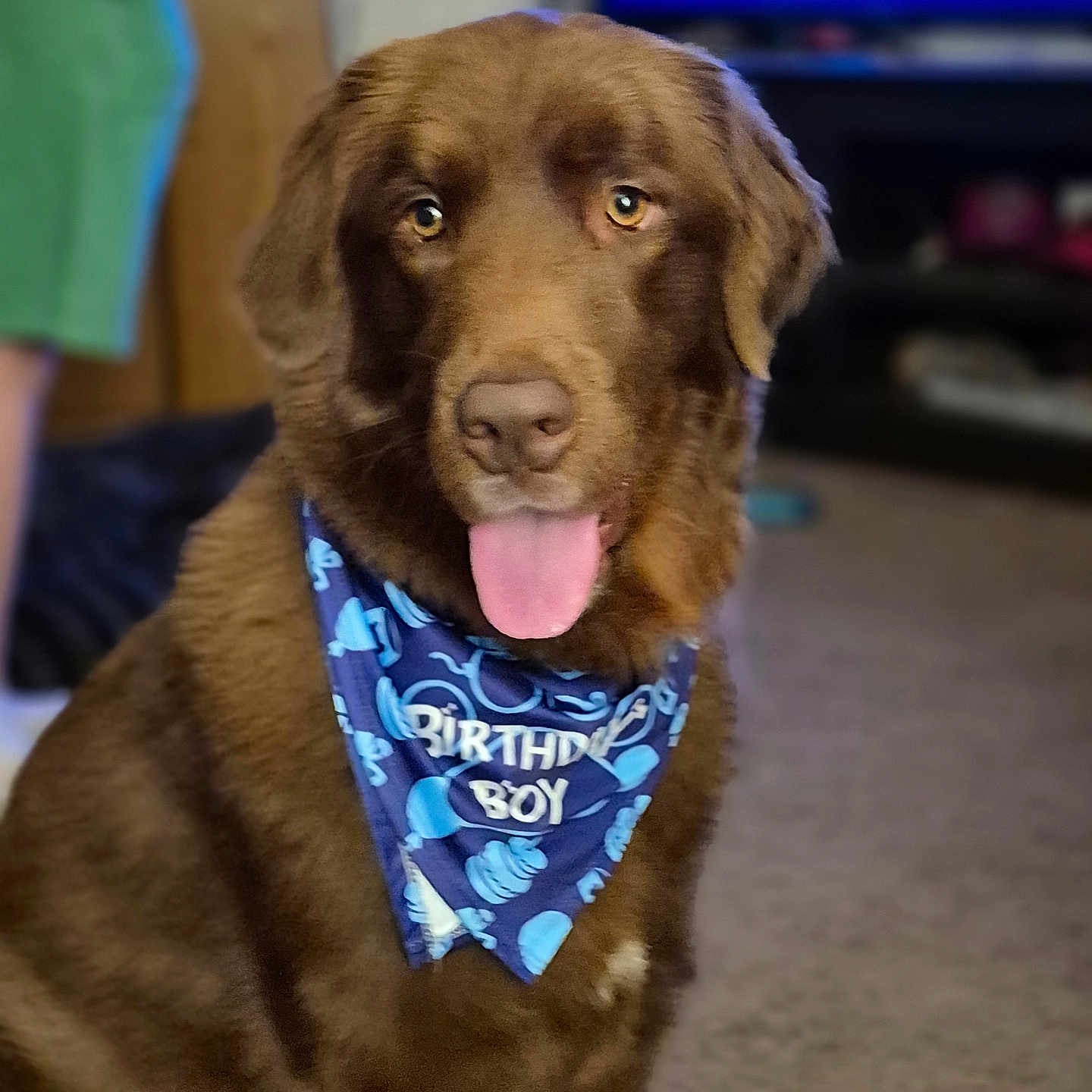 Cooper joined the competition — help win amazing prizes! animal, bandana, birthday_boy, blurred_background, brown_dog, canine, carpet, celebration, close_up, cute, dog, domestic_animal, furniture, happy, indoor, mammal, pet, portrait, television, tongue_out