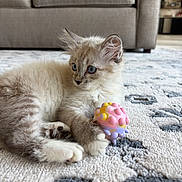 Lola is registered to the contest to win money with this photo: kitten, cat, blue_eyes, toy, carpet, indoor, furniture, couch, fluffy, pet, animal, cute, relaxed, playing, paws, young, mammal, domestic, home, curious