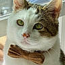 adorable, animal, bow_tie, cat, close_up, cute, domestic_cat, elegant, feline, fluffy, green_eyes, indoor, looking_away, pet, portrait, sitting, sunlight, tabby_markings, white_fur, window