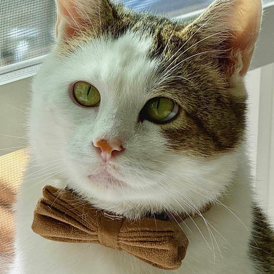 Finn