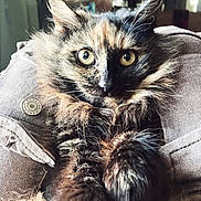 Mazey joined the competition — help win amazing prizes! animal, button, cat, closeup, comfort, cozy, curious, cute, domestic_cat, eyes, feline, fluffy, fur, indoor, jacket, pet, portrait, relaxed, tortoiseshell, whiskers