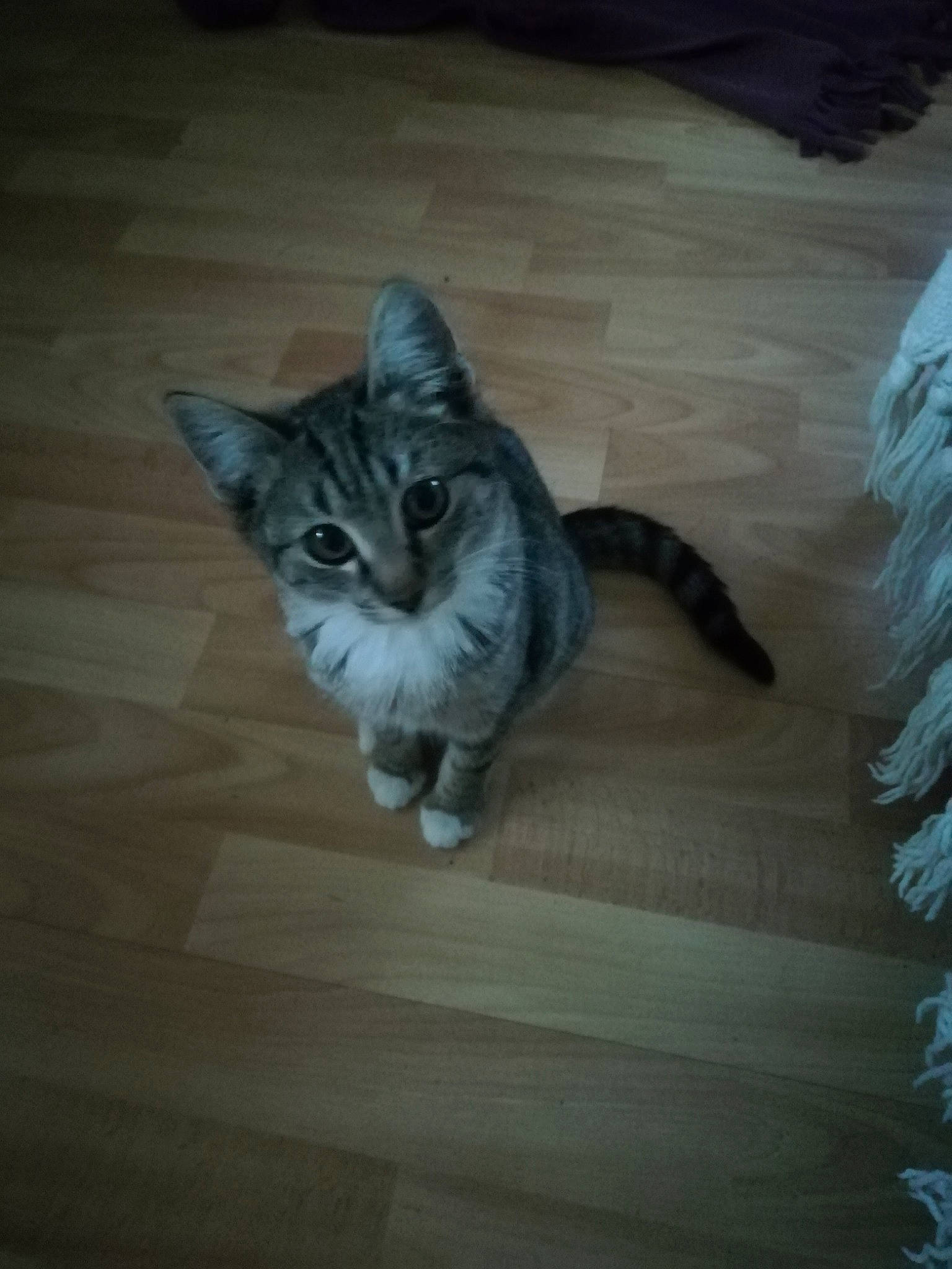 Betty a rejoint le concours — aidez-le/la à gagner de superbes lots ! carnivore, cat, comfort, darkness, domestic_short_haired_cat, fawn, felidae, floor, flooring, fur, grey, hardwood, laminate_flooring, mammal, paw, small_to_medium_sized_cats, tail, whiskers, wood, wood_flooring