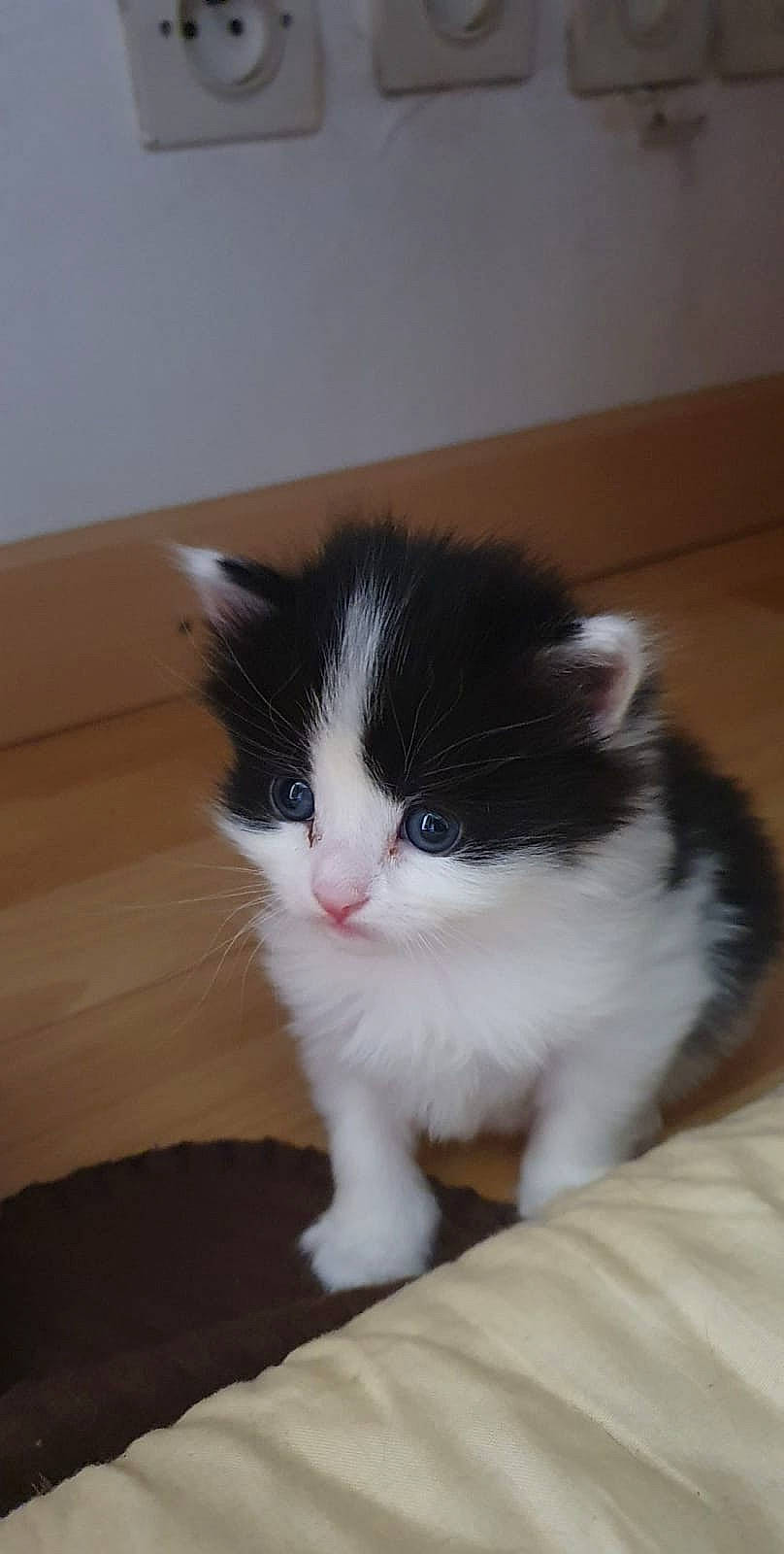 Betty a rejoint le concours — aidez-le/la à gagner de superbes lots ! carnivore, cat, comfort, domestic_short_haired_cat, eye, felidae, flooring, fur, hardwood, paw, sitting, small_to_medium_sized_cats, snout, tail, whiskers